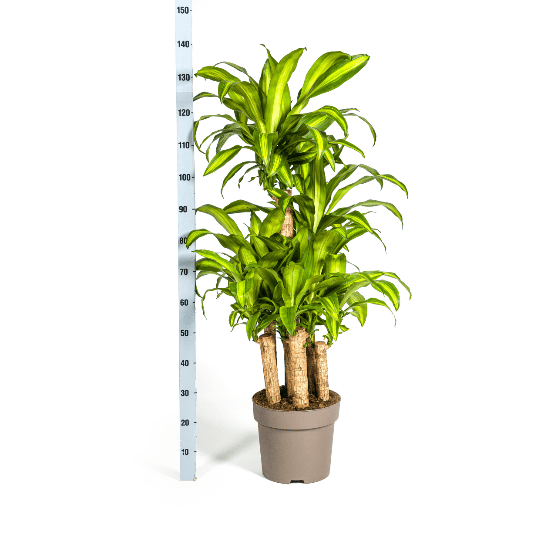 Dracaena Fragrans Massangeana Karussell Ø30cm - ↕130 - 150cm - Botanic-Vibes
