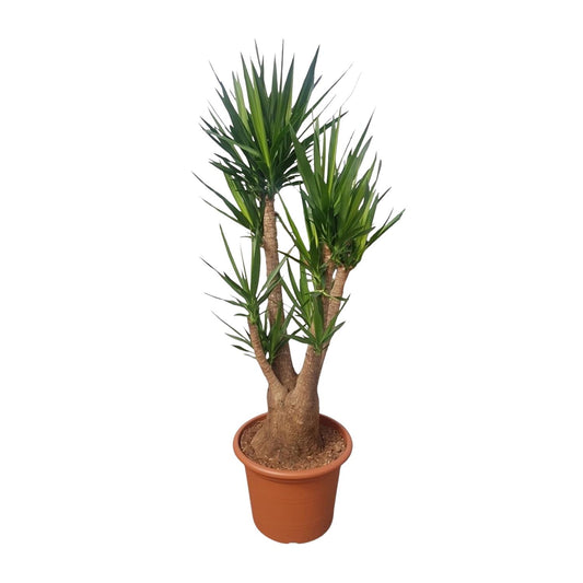 Yucca Elephantipes vertakt – 190 cm – Ø55