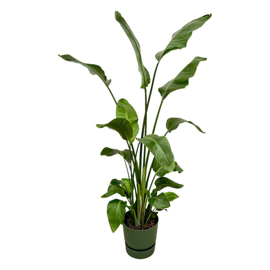 Strelitzia nicolai inklusive elho Greenville Round grün – 180 cm – Ø30