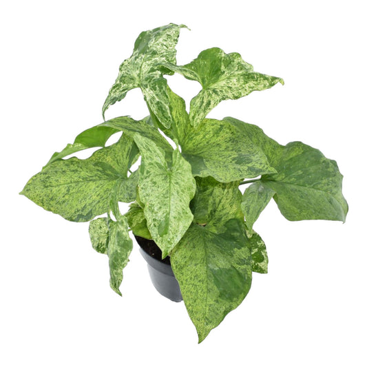 Syngonium mottled – 25 cm – Ø12