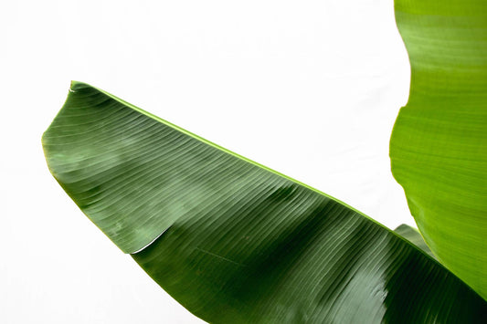 Bananenpflanze (Musa) – 170 cm – ø30