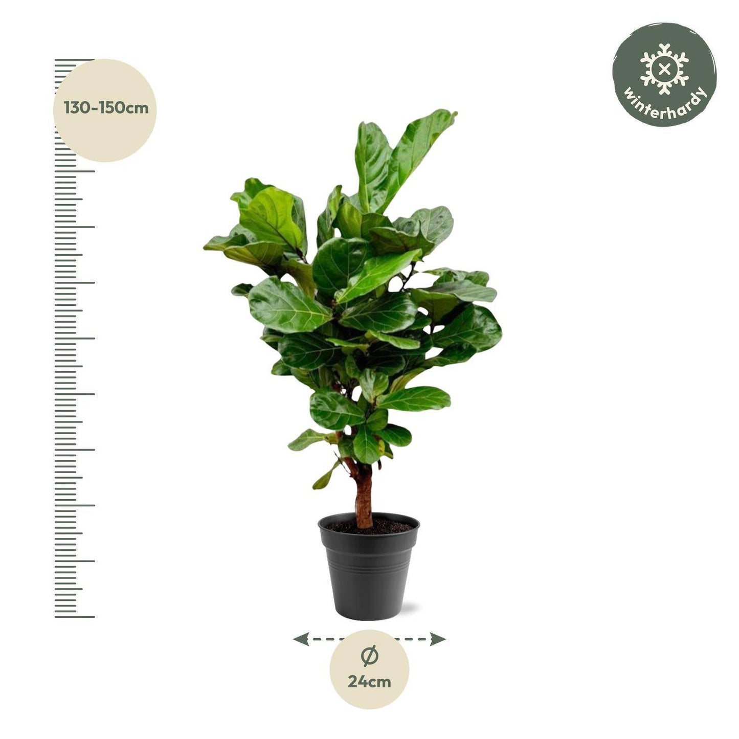 Ficus Lyrata verzweigt – 140–160 cm – Ø27–30 - Botanic-Vibes