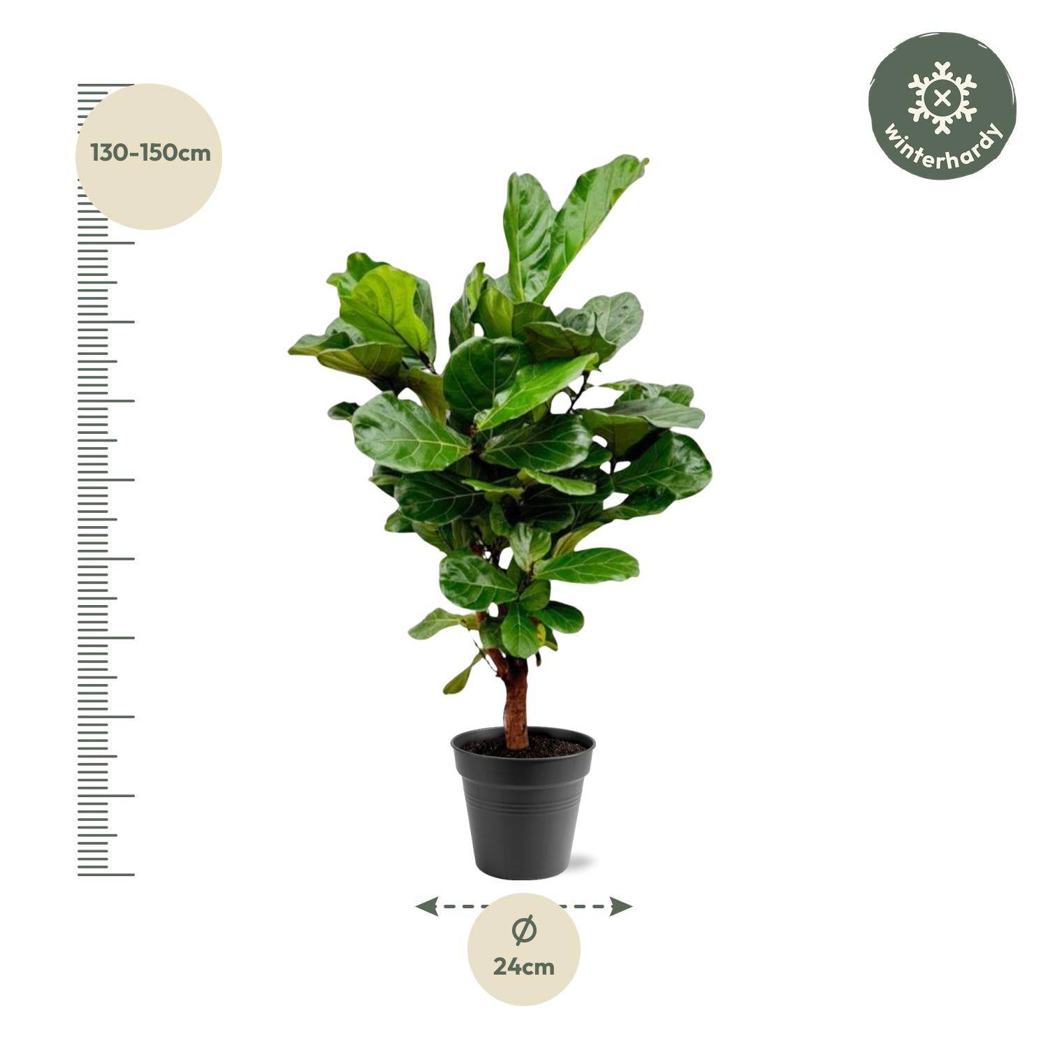 Ficus Lyrata verzweigt – 140–160 cm – Ø27–30 - Botanic-Vibes