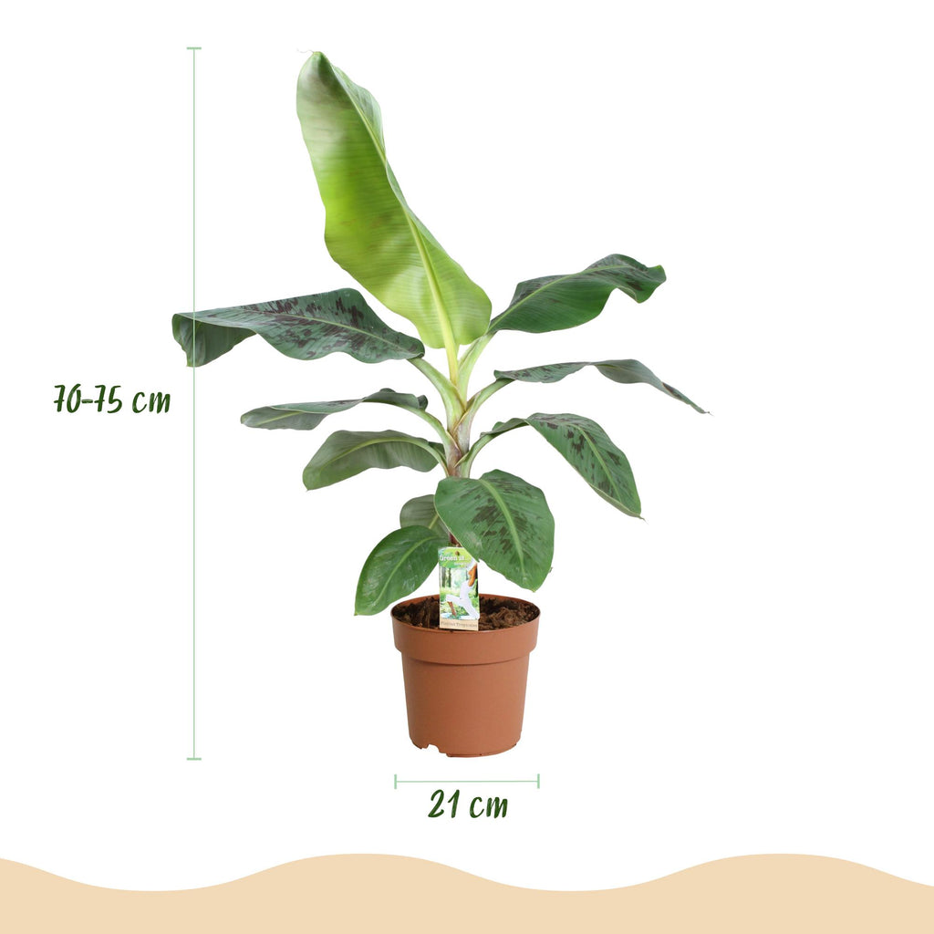 Green boutiQ, Zimmerpflanzen, Musa acuminata Dwarf Cavendisch, Bananenpflanze, Wenig Pflege, Grün, Topf 21cm, Höhe 70, 75cm