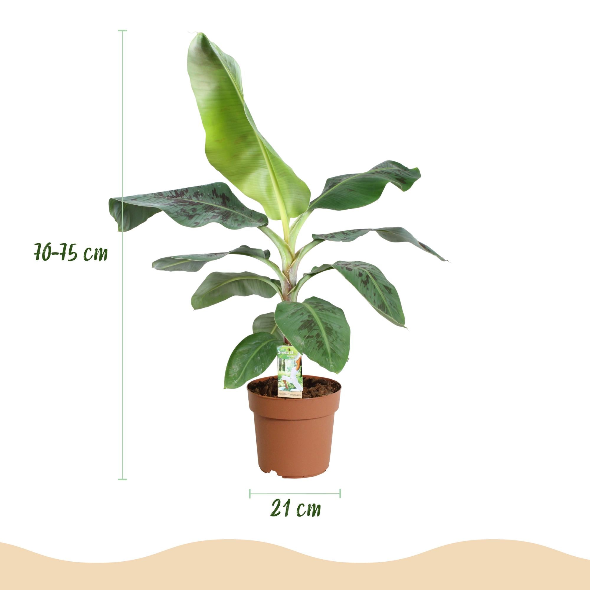 Green boutiQ, Zimmerpflanzen, Musa acuminata Dwarf Cavendisch, Bananenpflanze, Wenig Pflege, Grün, Topf 21cm, Höhe 70, 75cm