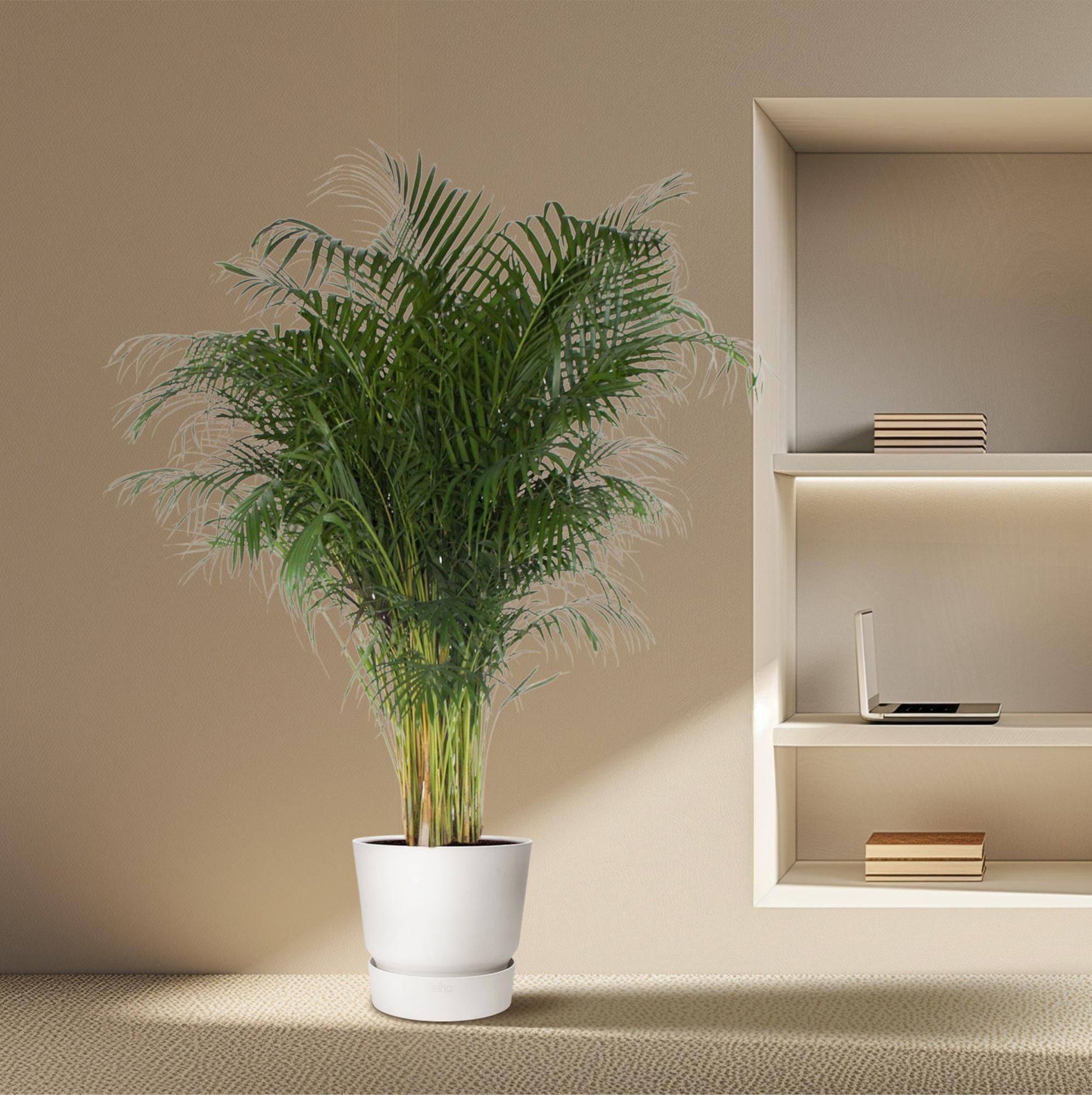 Dypsis lutescens – 200 cm – Ø34 - Botanic-Vibes