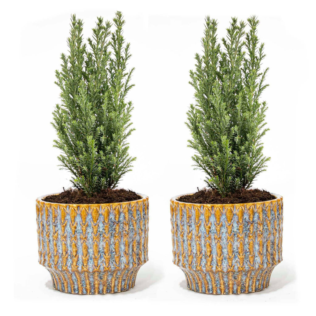 Set von 2 – Weihnachtsbaum 'Ellwoodii' + Topf Echo – 30 cm hoch - Botanic-Vibes