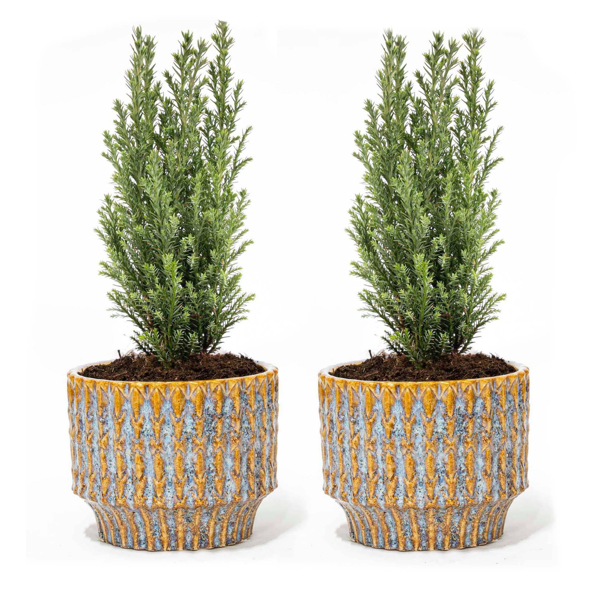 Set von 2 – Weihnachtsbaum 'Ellwoodii' + Topf Echo – 30 cm hoch - Botanic-Vibes