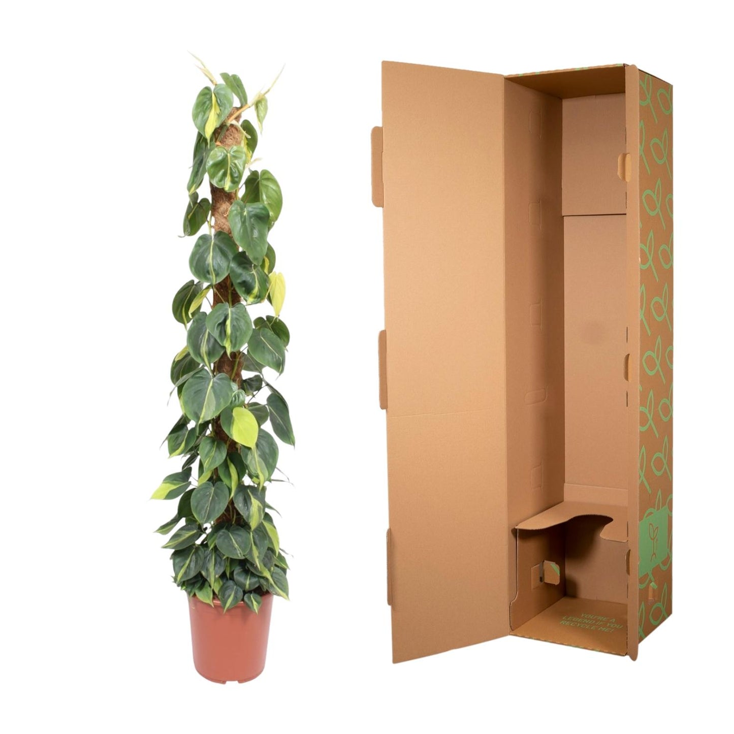 Philodendron scandens ‚Brasil‘ – mit Moosstab – 150 cm – Ø27