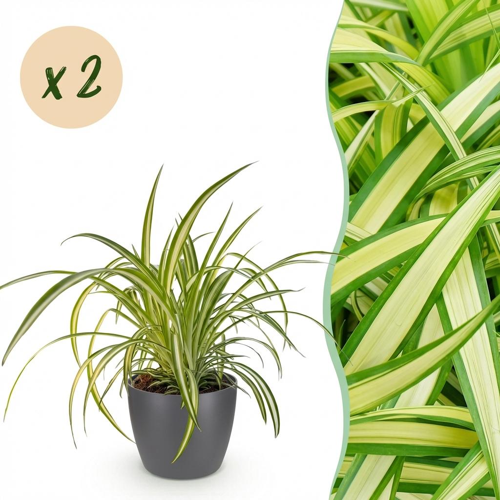 Green boutiQ, Zimmerpflanze, Chlorophytum comosum Variegatum, Bunte Graslilie, Haustierfreundliche Pflanze, Grün, Topf 12cm, Höhe 20cm