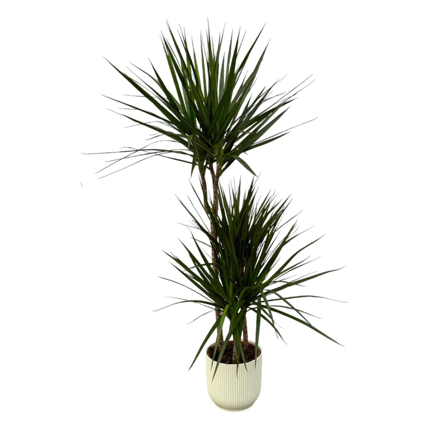 Dracaena Marginata – 120 cm – Ø21 inkl. elho Vibes Fold Round Weiß D22×H20 - Botanic-Vibes