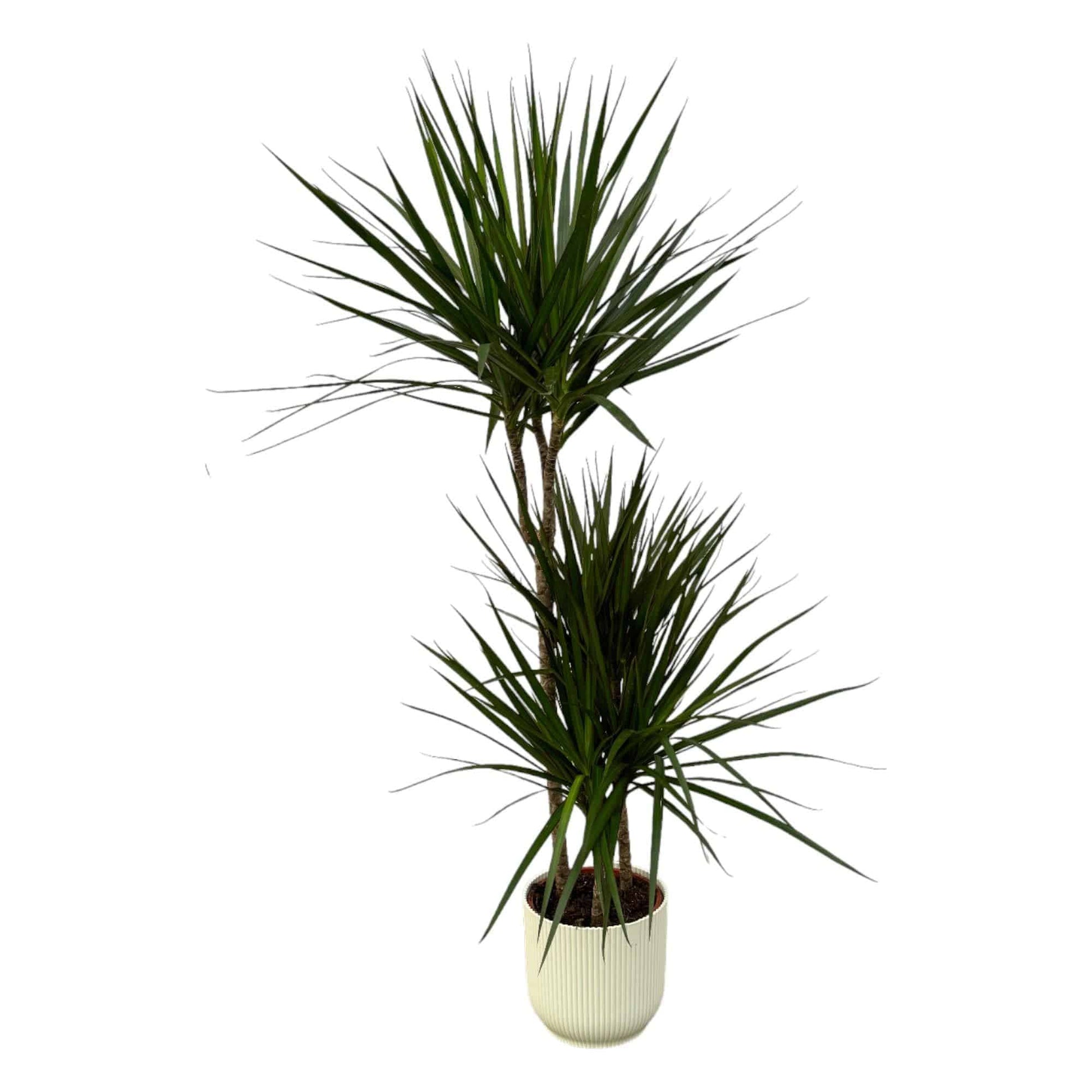 Dracaena Marginata – 120 cm – Ø21 inkl. elho Vibes Fold Round Weiß D22×H20 - Botanic-Vibes