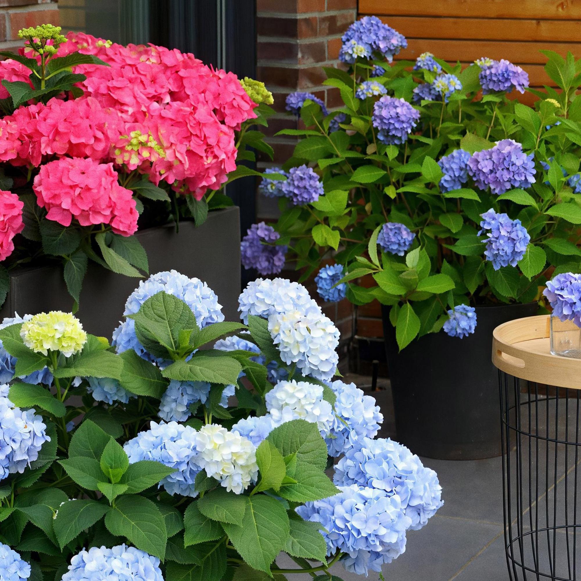 Hydrangea Endles Summer The Orginal Blau, Hortensie, Winterhart, Blau, 1 Pflanze, Topf 14 cm, 20-25 cm