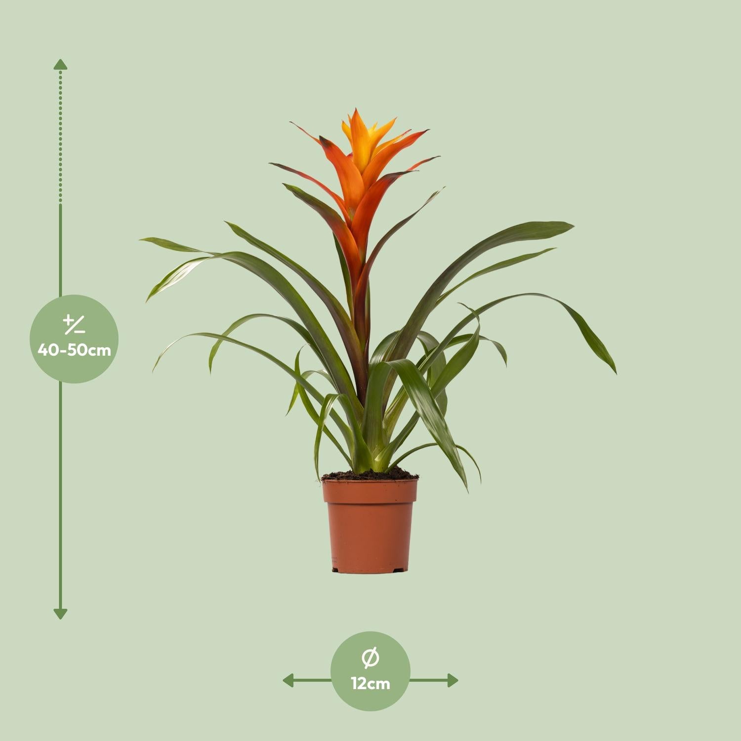 Guzmania Variada, Ø12 cm Höhe 50