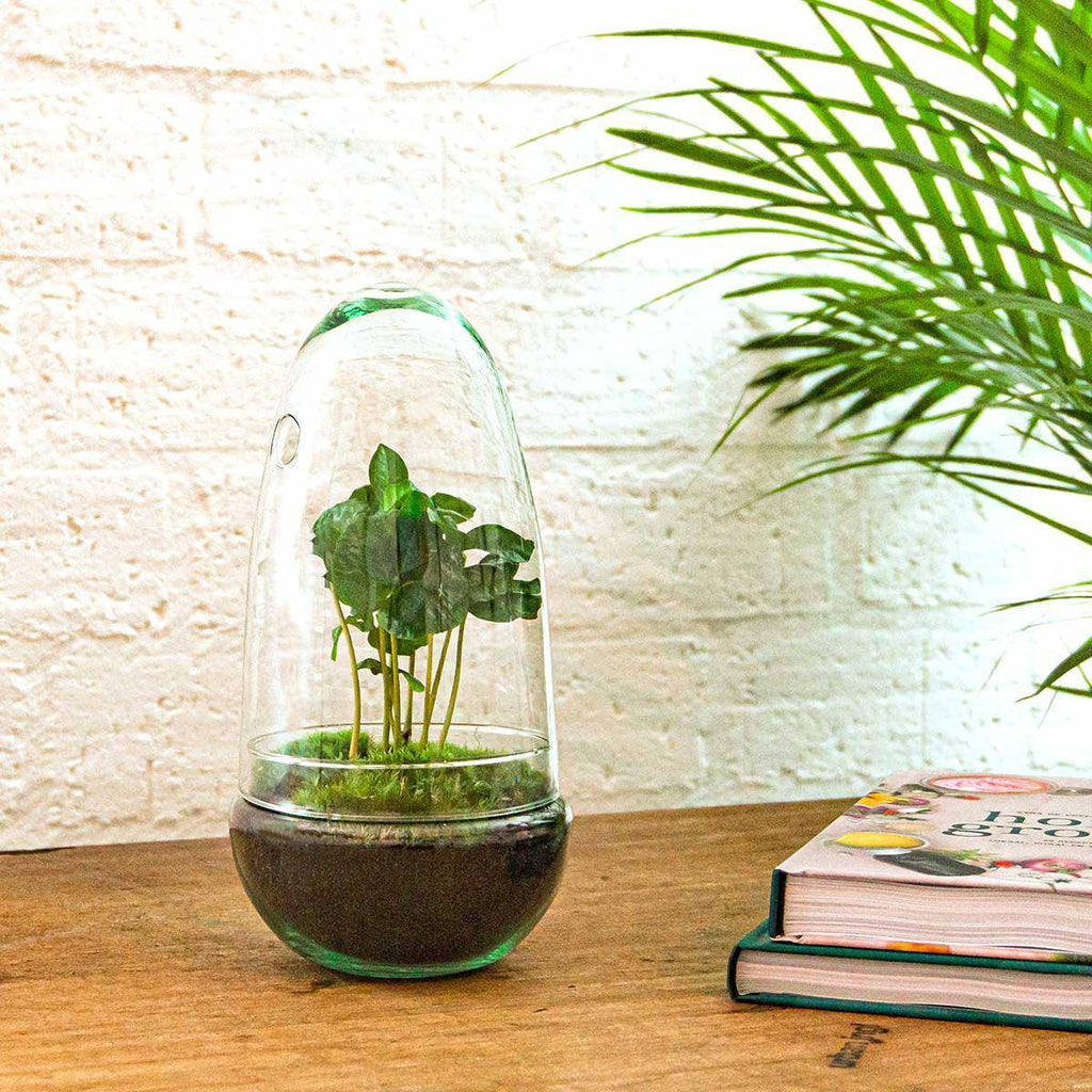 Flaschengarten – Egg Coffea Arabica – 25 cm - Botanic-Vibes