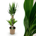 Yucca elephantipes, Yucca, Pflegeleicht, Grün, 1, Topf 17 cm, 75 cm