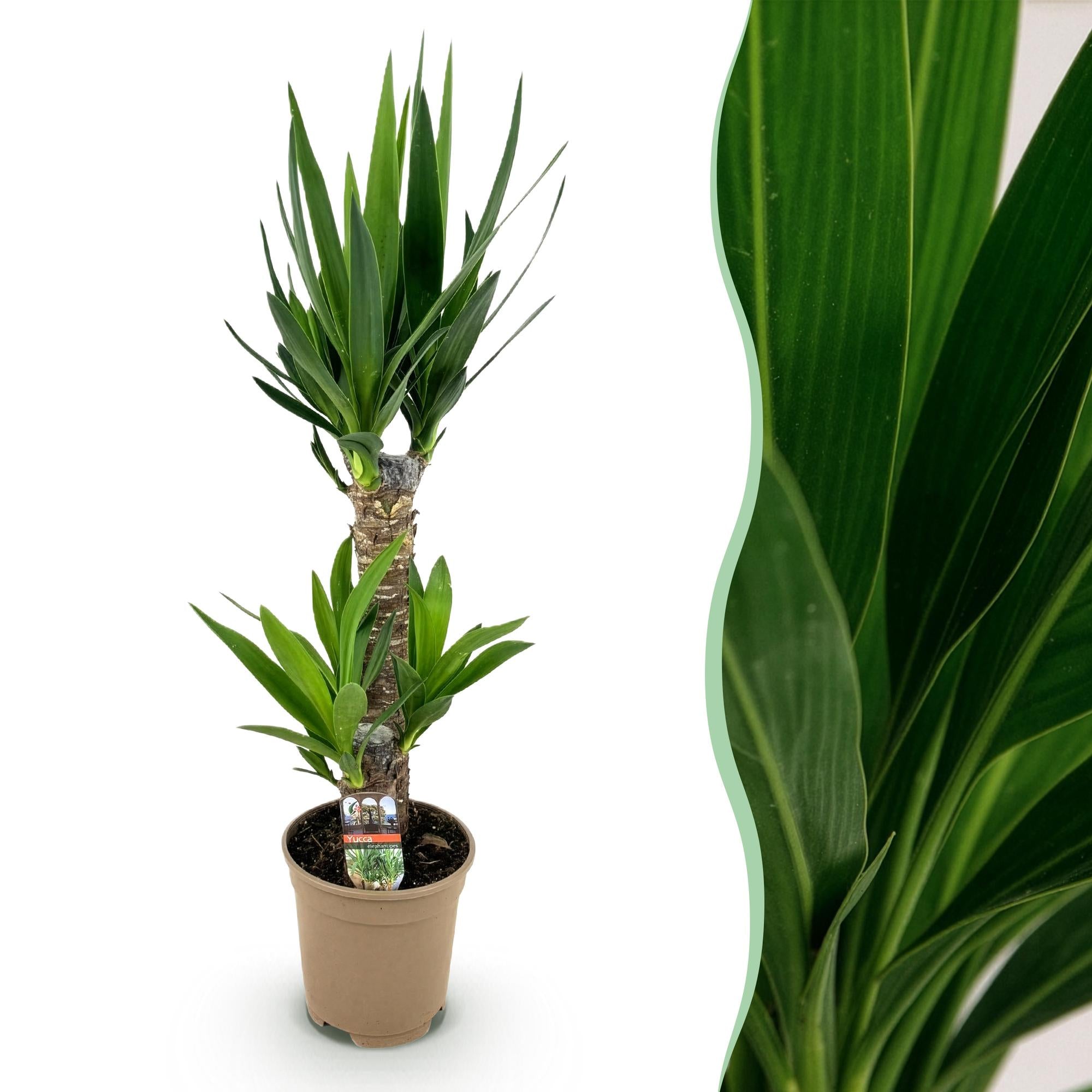 Yucca elephantipes, Yucca, Pflegeleicht, Grün, 1, Topf 17 cm, 75 cm