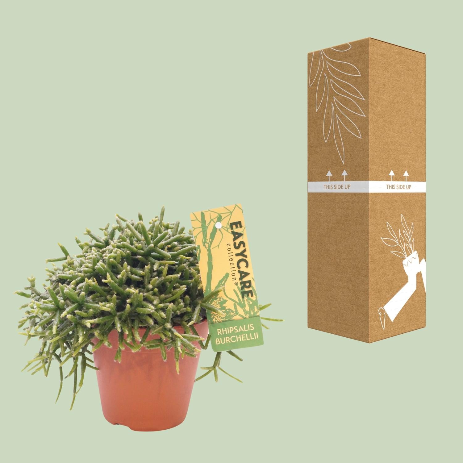 Rhipsalis Burchellii, Ø12 cm Höhe 20