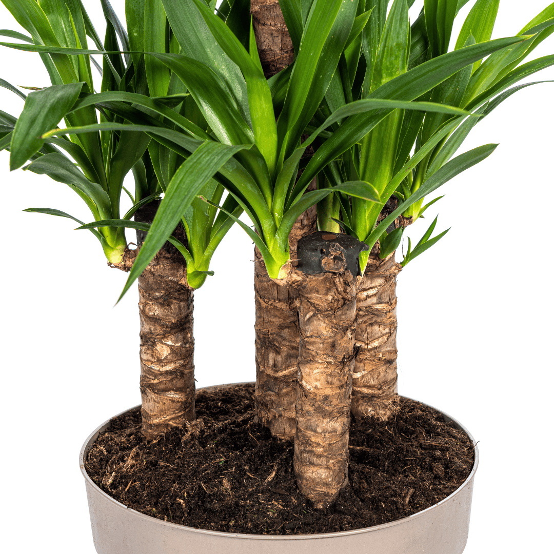 Yucca Elephantipes Ø30cm - ↕90 - 110cm - Botanic-Vibes