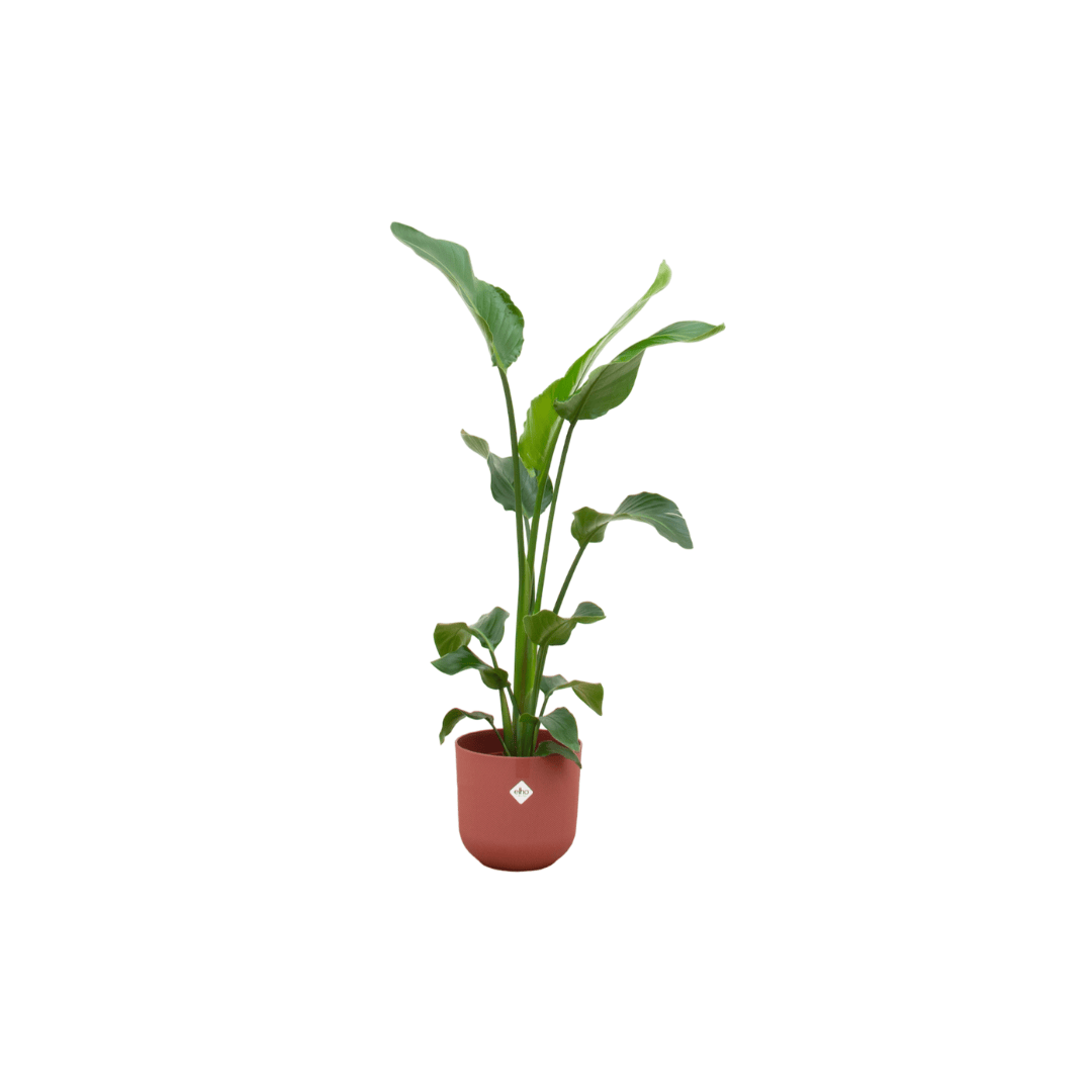 Combi deal - Strelitzia nicolai inklusive elho Jazz Round Rot Ø23 – 100 cm - Botanic-Vibes