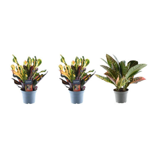 3× Croton codiaeum Mix – 30 cm – Ø12