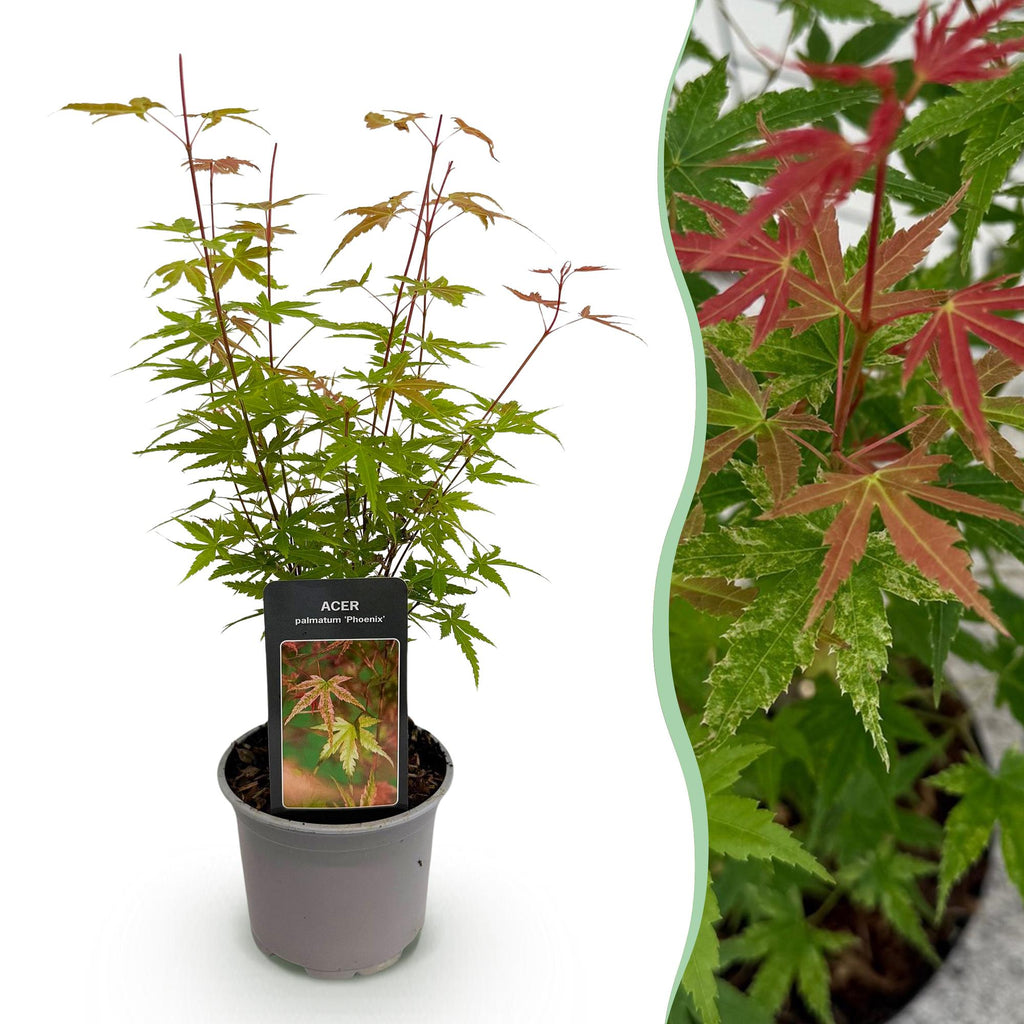 GreenboutiQ, Gartenpflanze, Acer palmatum Phoenix, Rosa, Laubabwerfend, Wenig Pflege, Topf 12cm Höhe 35cm