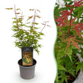 GreenboutiQ, Gartenpflanze, Acer palmatum Phoenix, Rosa, Laubabwerfend, Wenig Pflege, Topf 12cm Höhe 35cm