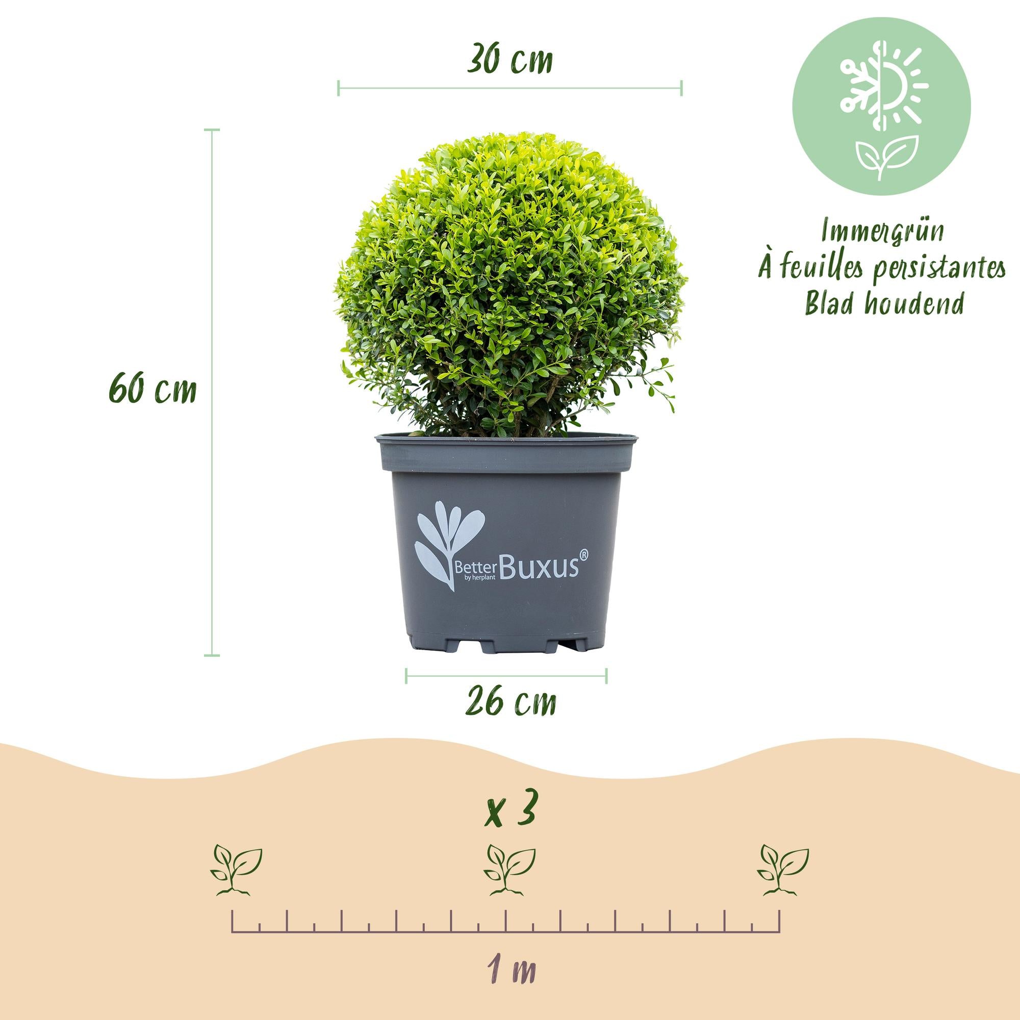 Buxus Kugel, BetterBuxus Skylight, Resistent gegen Buxusmehltau, 1 Pflanze, Topf 26 cm Kugel 30 cm