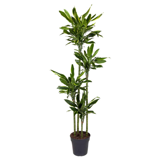 Dracaena golden coast – 170 cm – ø27 - Botanic-Vibes