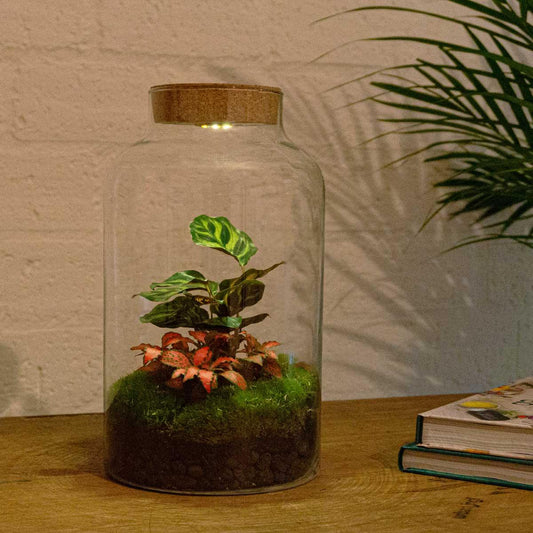 Flaschengarten – Milky Calathea mit Lampe – 31 cm – Rechen + Schaufel + Pinzette + Schere