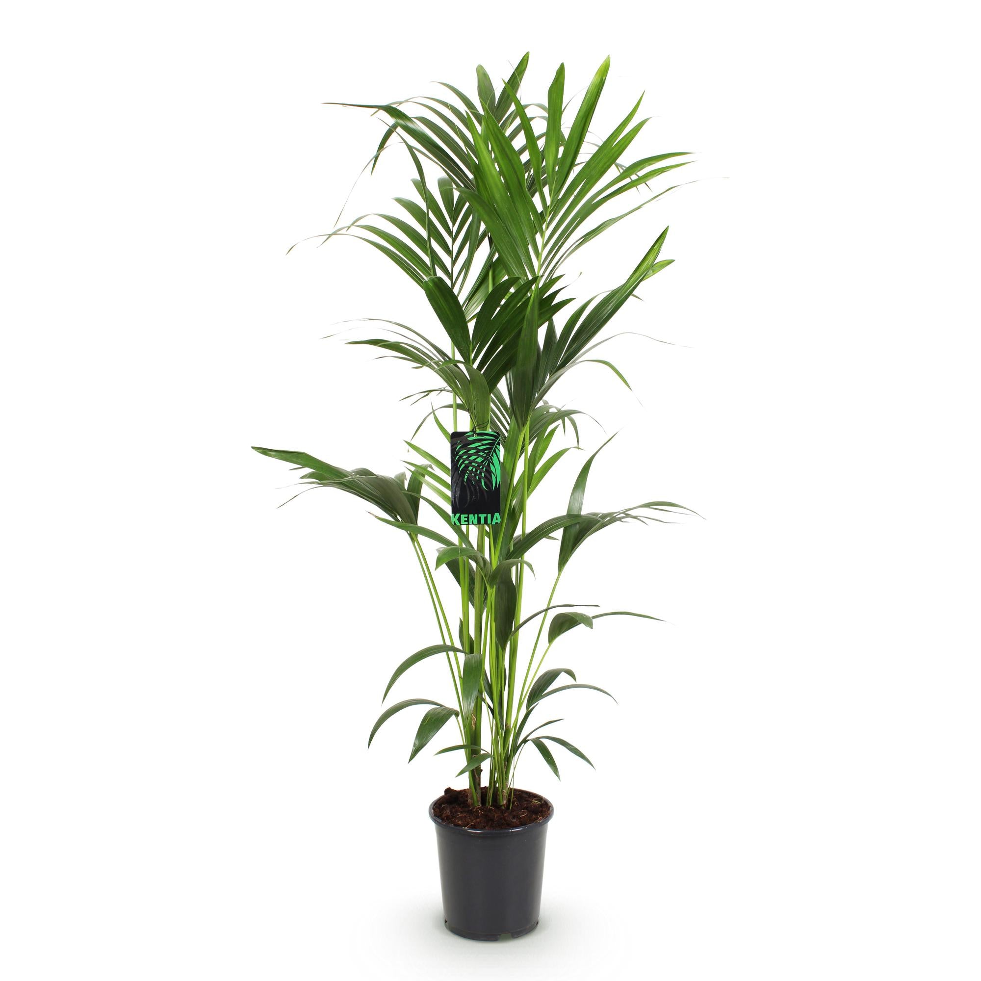 Howea Forsteriana, Kentia-Palme, Wenig Pflege, Grün, 1 Pflanze, Topf 24 cm, 140-150 cm