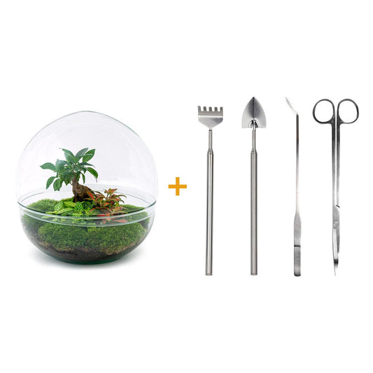 Flaschengarten – Dome XL – Ficus Ginseng Bonsai – 30 cm – Rechen + Schaufel + Pinzette + Schere