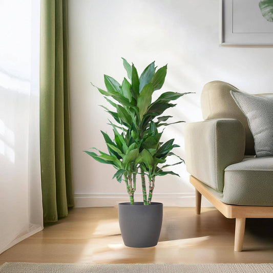 Dracaena  Janet Lindt mit Viber grau - 95cm - Ø21 - Botanic-Vibes