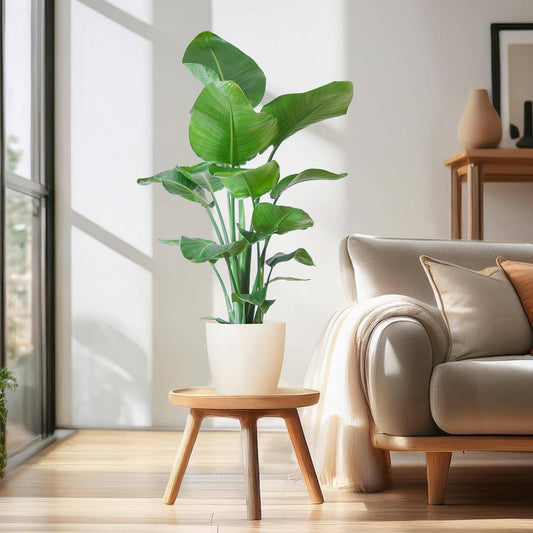 Strelitzia Nicolai mit Viber-Topf weiß – 80 cm – Ø21 - Botanic-Vibes