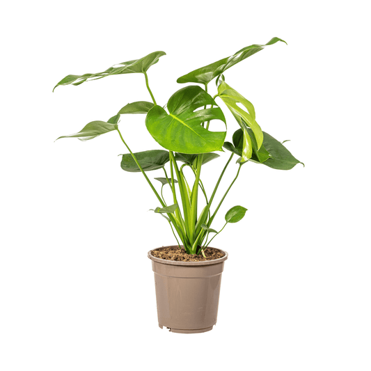 Monstera Deliciosa Tauerii Ø19cm - ↕70 - 90cm - Botanic-Vibes