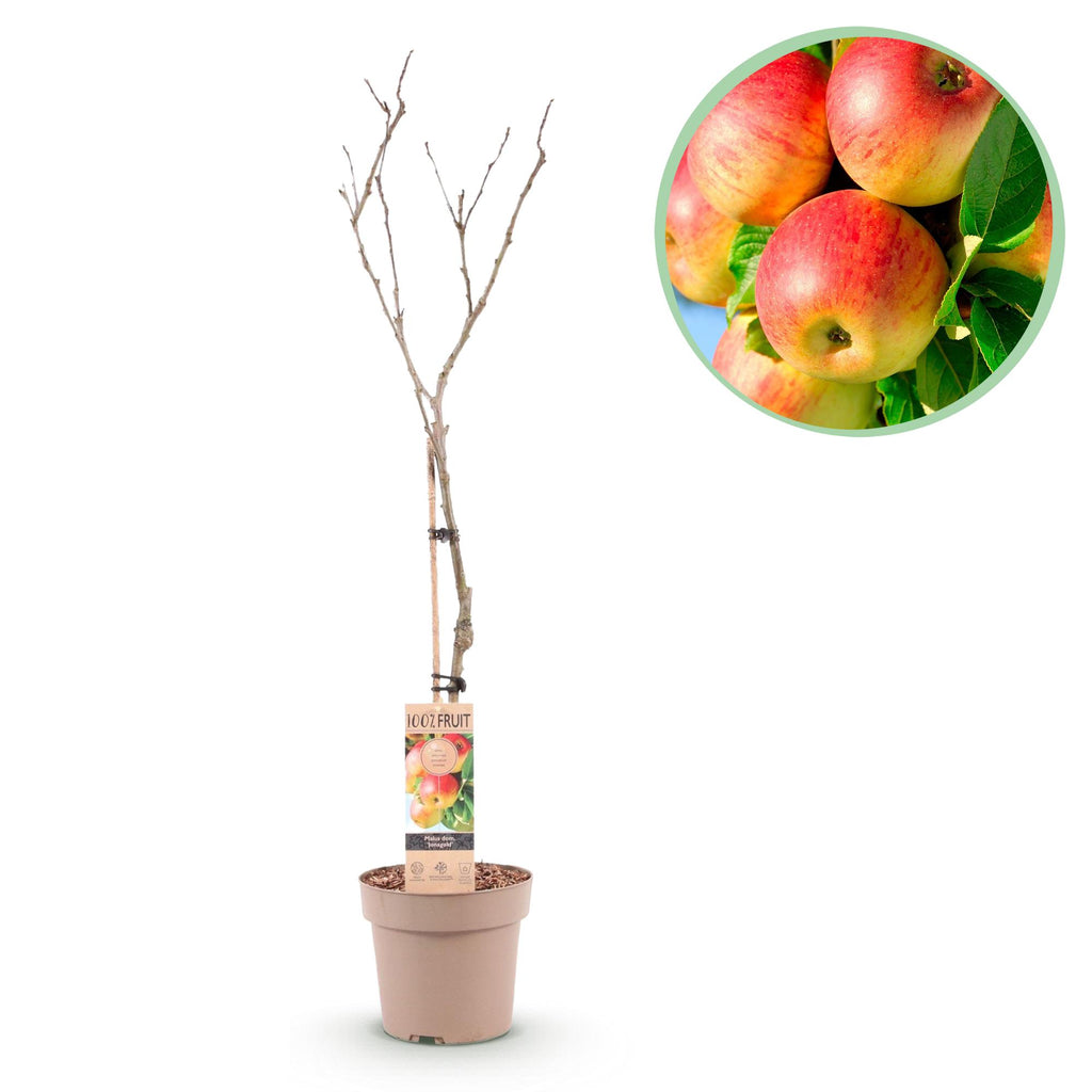 Obstbaum, Malus domestica Jonagold, Apfelbaum, Winterhart, Gelb-Grüner Apfel, 1 Pflanze, Topf 21 cm, 90 cm