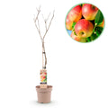 Obstbaum, Malus domestica Jonagold, Apfelbaum, Winterhart, Gelb-Grüner Apfel, 1 Pflanze, Topf 21 cm, 90 cm