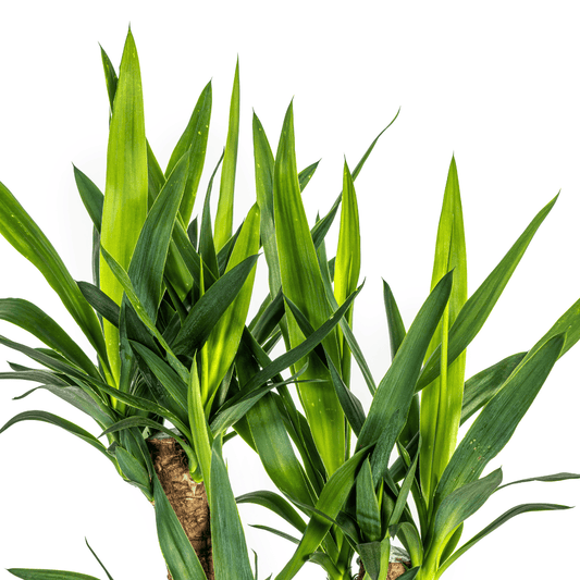 Yucca Elephantipes Verzweigt Ø21cm - ↕60 - 70cm - Botanic-Vibes