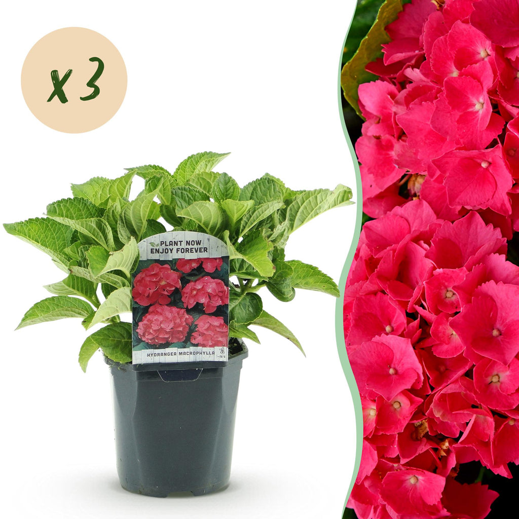 Hortensie, Hydrangea macrophylla Rot, Blume Rot, 3 Pflanzen, 1 m2, Laubabwerfend, Wenig Pflege, Topf 17 cm 30 cm