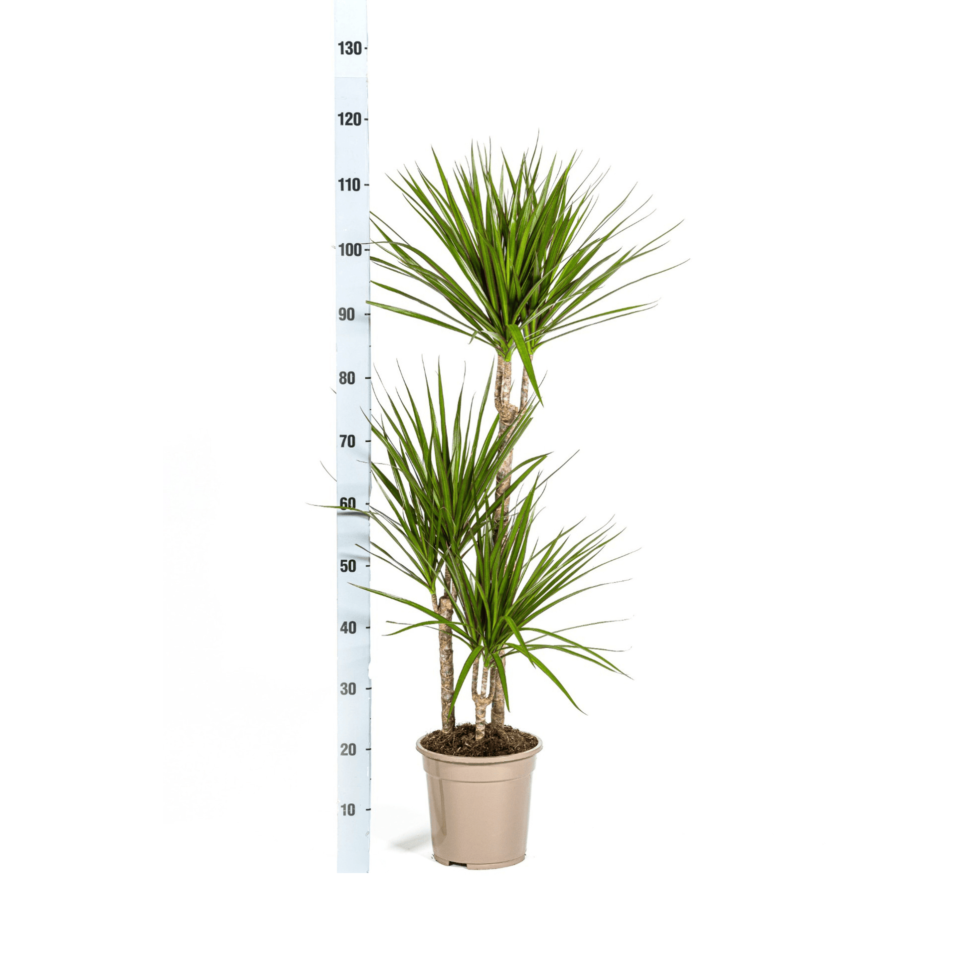 Dracaena Marginata Green Ø21cm - ↕110 - 130cm - Botanic-Vibes