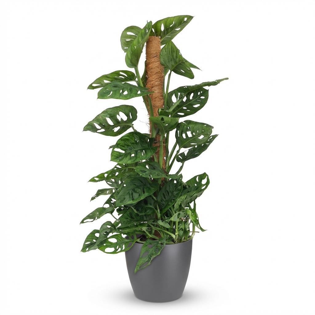 Green boutiQ, Zimmerpflanze, Monkey Mask, Monstera Adansonii Moosstab, Grün, Pflegeleicht, Topf 19cm, Höhe 90cm