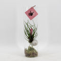 Tillandsia Cyanea, Ø11 cm Höhe 38
