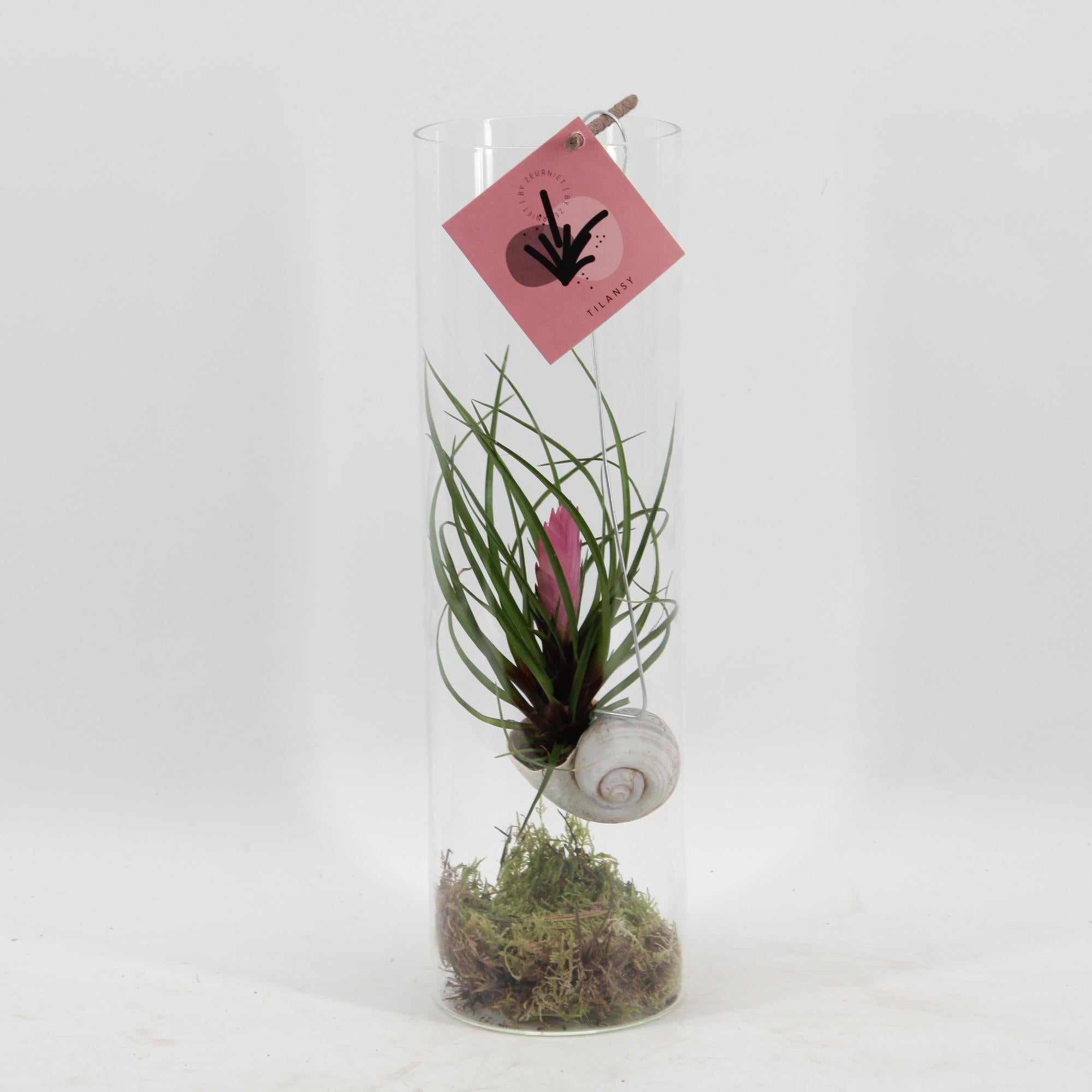 Tillandsia Cyanea, Ø11 cm Höhe 38