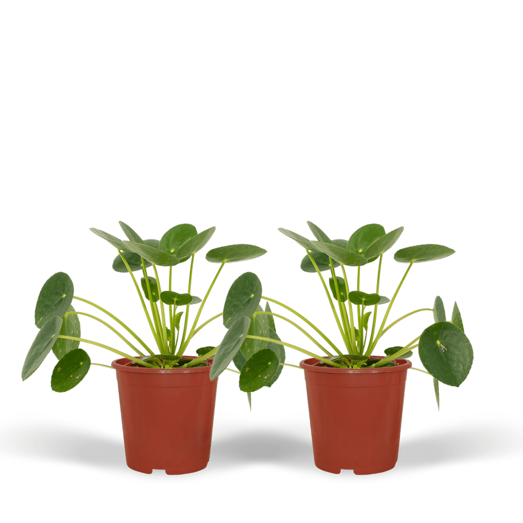 2x Pilea Peperomiodes, Pfannkuchenpflanze, 20 cm, Ø12 cm