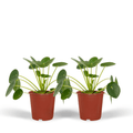 2x Pilea Peperomiodes, Pfannkuchenpflanze, 20 cm, Ø12 cm