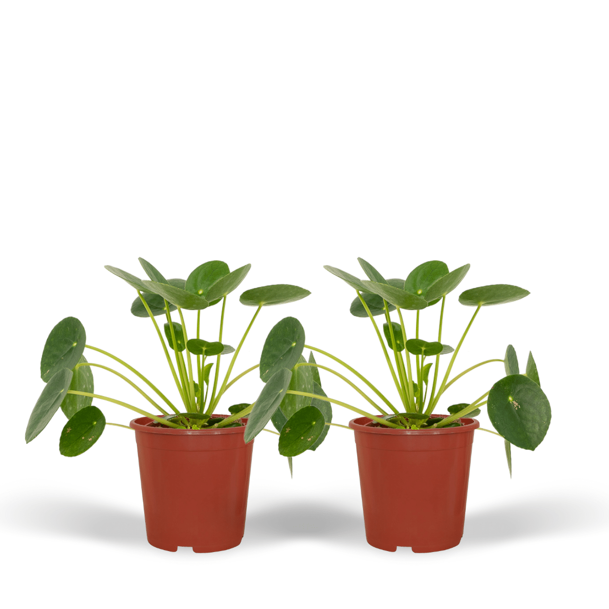 2x Pilea Peperomiodes, Pfannkuchenpflanze, 20 cm, Ø12 cm