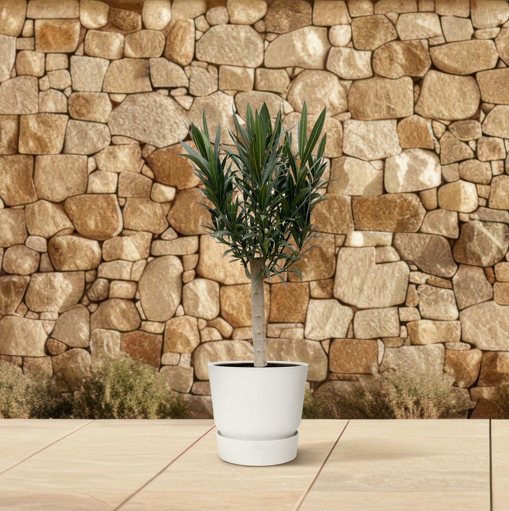 Nerium oleander auf Stamm mit rosa Blüte – 110 cm – Ø22 - Botanic-Vibes