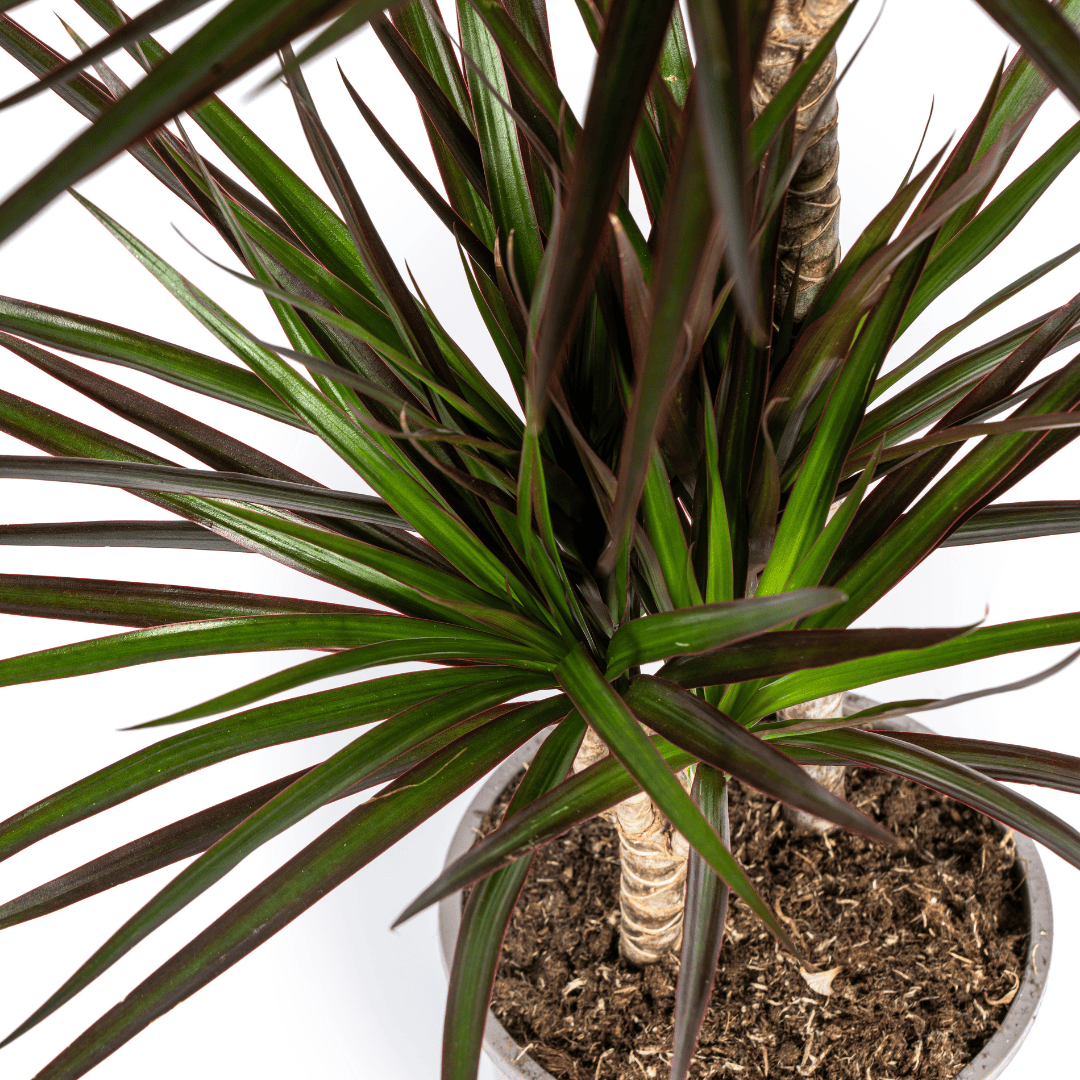 Dracaena Marginata Magenta Ø19cm - ↕70-90cm - Botanic-Vibes