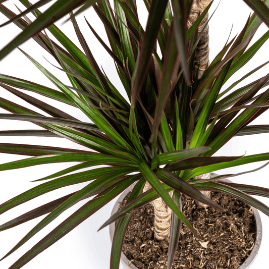 Dracaena Marginata Magenta Ø19cm - ↕70-90cm - Botanic-Vibes