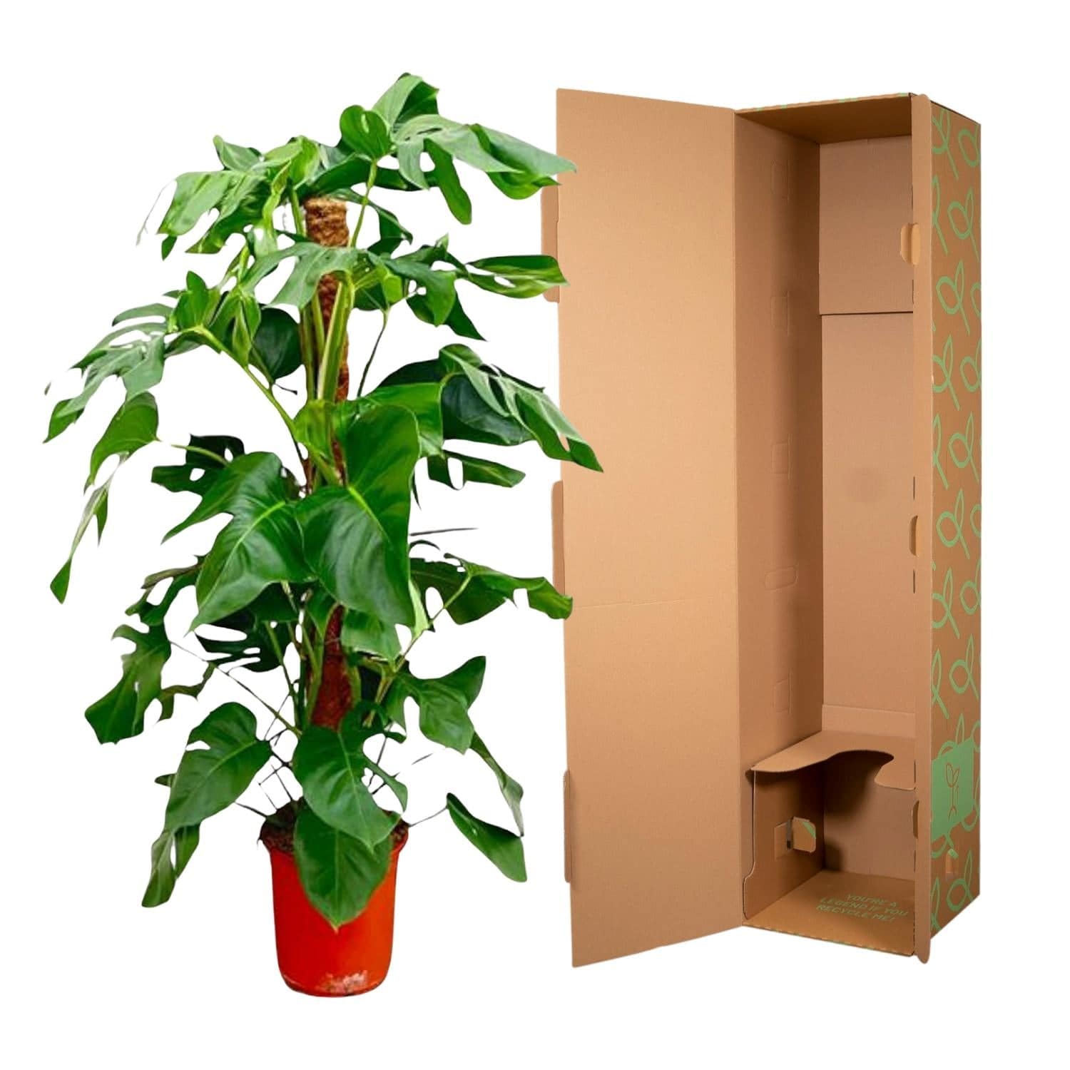 Monstera pertusum – 120 cm – Ø24 - Botanic-Vibes